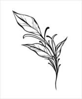 elegante nero linea arte di un' ramo foglia, delicato botanico Linee vettore