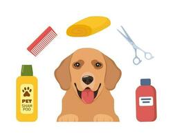 cane toelettatura. cura per animali. cane capelli salone. d'oro recuperatore. utensili per il cura di animali. forbici, spazzola, shampoo, asciugamano. animale domestico governare salone. vettore illustrazione.