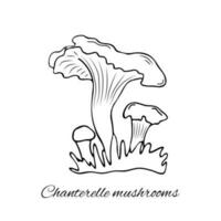 gallinacci funghi vettore illustrazione. disegnato a mano commestibile funghi, grafico disegno con linee, salutare biologico cibo, vegetariano cibo, fresco funghi isolato su un' bianca sfondo