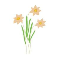 giunchiglie fiori. Narciso. vettore colorato mano disegnato