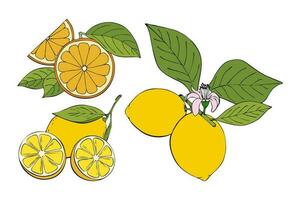 collezione agrume contorno colorazione mano disegno, arancia e Limone, ramo con frutta e foglie, fiore. vettore