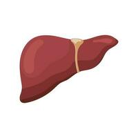 fegato. interno umano organi. umano anatomia. il concetto di medicina e assistenza sanitaria. vettore