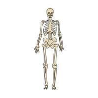 immagine continua di uno scheletro umano, utile per creare materiali medici e scientifici. concetto di anatomia, medicina e biologia. illustrazione grafica vettoriale di disegno a linea singola