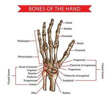 mano e polso ossa, umano anatomia vettore schizzo