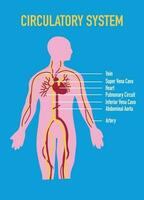 illustrazione di umano circolatorio sistema vettore