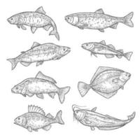 pesce schizzi di salmone, carpa, tonno e siluro vettore