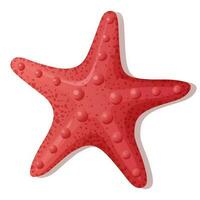 rosso stella marina su un' bianca sfondo. mollusco vettore illustrazione.spiaggia,mare illustrazione. adatto per arredamento, adesivi, stampe.