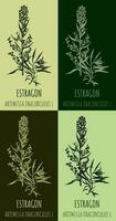 Dragoncello o artemisia dracuncolo, aromatico cucina e medicinale erba. mano disegnato botanico vettore illustrazione