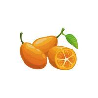 kumquat esotico agrume frutta isolato cibo merenda vettore