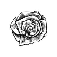 mano disegnato schizzo illustrazione di rosa. vettore tatuaggio design elemento. Vintage ▾ illustrazione.