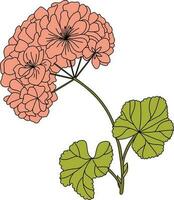 foderato malva fiore. malvarosa. vettore. vettore