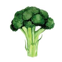 acquerello disegno. clipart broccoli. verde verdure realistico illustrazione vettore