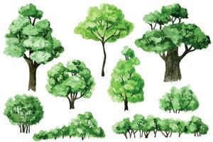 acquerello disegno. impostato di verde alberi e cespugli. foresta, giardino elementi vettore