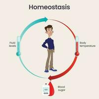 biologia omeostasi scienza vettore illustrazione Infografica