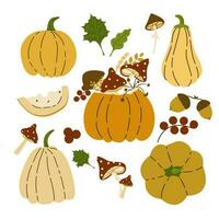 mano disegnato zucca impostato con foglie, frutti di bosco, funghi, metà con semi e fette. autunno, autunno, ringraziamento e Halloween decorazione. mano disegnato zucche vettore impostato