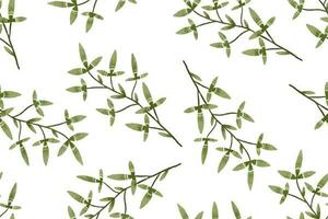botanico senza soluzione di continuità modello con rami, foglie, erbe aromatiche, illustrazione vettore