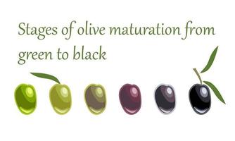 fasi di maturazione delle olive dal verde al nero vettore