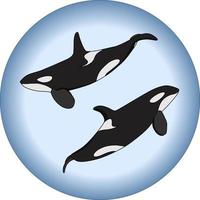 composizione vettoriale di due orche assassine in stile cartone animato