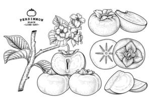 set di fuyu cachi frutta elementi disegnati a mano illustrazione botanica vettore