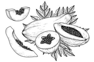 insieme dell'illustrazione botanica degli elementi disegnati a mano della frutta della papaia vettore