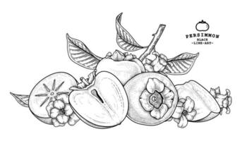 insieme dell'illustrazione botanica degli elementi disegnati a mano della frutta del cachi di hachiya vettore