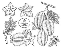 insieme dell'illustrazione botanica degli elementi disegnati a mano della frutta della stella o della carambola vettore