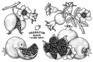 illustrazione retrò disegnata a mano di frutta melograno vettore