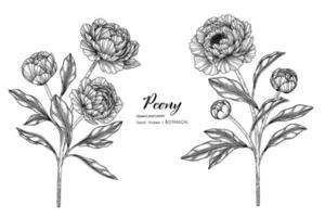 illustrazione botanica disegnata a mano di fiore e foglia di peonia con disegni al tratto. vettore