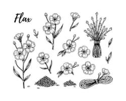 set di fiori di lino disegnati a mano, rami e semi. illustrazione vettoriale in stile schizzo per semi di lino e confezioni di olio
