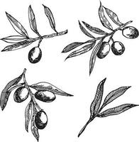 oliva rami grafica vettore. isolato su un' bianca sfondo. olive disegnato a mano nel inchiostro , vettore grafica. oliva rami impostare. monocromatico oliva rami.