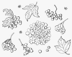 un' impostato di frutti di bosco e fiori di viburno. linea arte. bianca sfondo, isolato. vettore illustrazione.