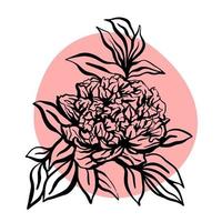 fiore di peonia. illustrazione vettoriale disegnato a mano