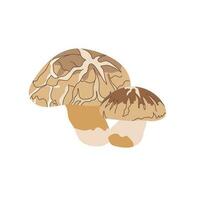 asiatico shiitake funghi su un' bianca sfondo. naturale biologico vegetariano cibo. colorato mano disegnato vettore illustrazione.