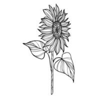 linea arte illustrazione con girasole vettore