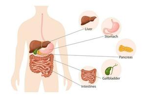 umano digestivo sistema anatomia, infografica striscione. fegato, stomaco, pancreas, cistifellea, intestini e umano corpo. medico concetto. manifesto, vettore