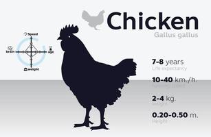 illustrazione di informazioni di pollo su uno sfondo vettoriale 10