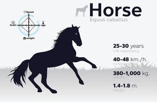 illustrazione delle informazioni del cavallo su uno sfondo vettoriale 10