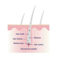 il meccanismo di bianca o grigio capelli con cuoio capelluto strato vettore isolato su bianca sfondo. capelli anatomia, capelli struttura, capelli cura concetto illustrazione.