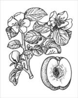 Mela cotogna pianta con frutta, mano disegnato inchiostro illustrazione. schizzo vettore disegno.