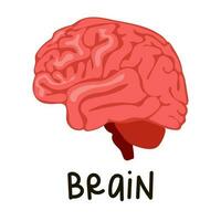 un icona raffigurante un' umano cervello su il lato. simbolo di interno organi. vettore illustrazione nel cartone animato stile, isolato su un' bianca sfondo per stampa per insegnamento. studia, figli di indennità