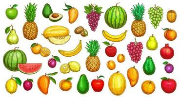 frutta schizzo icone, tropicale esotico azienda agricola frutta vettore