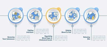 modello di infografica vettoriale ruoli di fegato