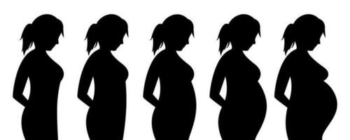principale stadi di gravidanza. fetale crescita di mesi. gravidanza calendario. contento gravidanza e in attesa processi. maternità. vettore illustrazione nel un' piatto stile. Salute cura durante gravidanza.