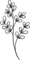 botanico linea arte, vettore, disegno, illustrazione, grafico, clipart vettore