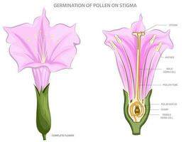 polline germina su stigma, iniziando fecondazione nel pianta riproduzione vettore