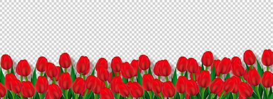 rosso tulipano fiori decorato trasparente sfondo, pubblicità intestazione o bandiera design. vettore