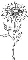 girasole, mano disegnato vettore illustrazione, floreale linea disegno, impostato di monocromatico fiore, linea arte, nero e bianca, illustrazione, vettore