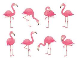 esotico rosa fenicotteri uccelli. fenicottero con rosa piume In piedi su uno gamba. roseo piume flam uccello cartone animato vettore illustrazione