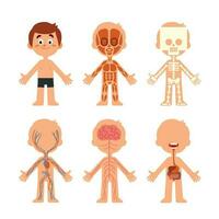 cartone animato ragazzo corpo anatomia. umano biologia sistemi anatomico grafico. scheletro, vene sistema e organi vettore illustrazione