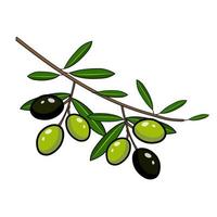 olive nere e verdi su un ramo vettore